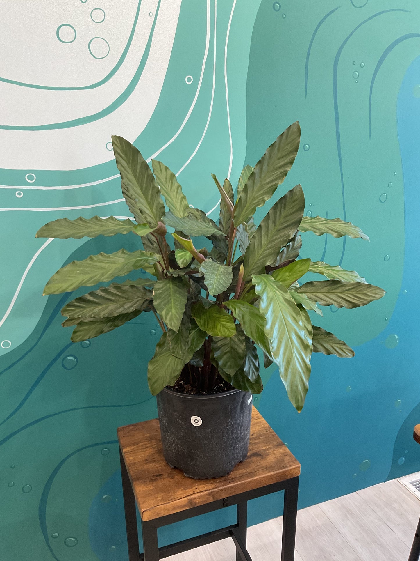 Rufibarba Calathea