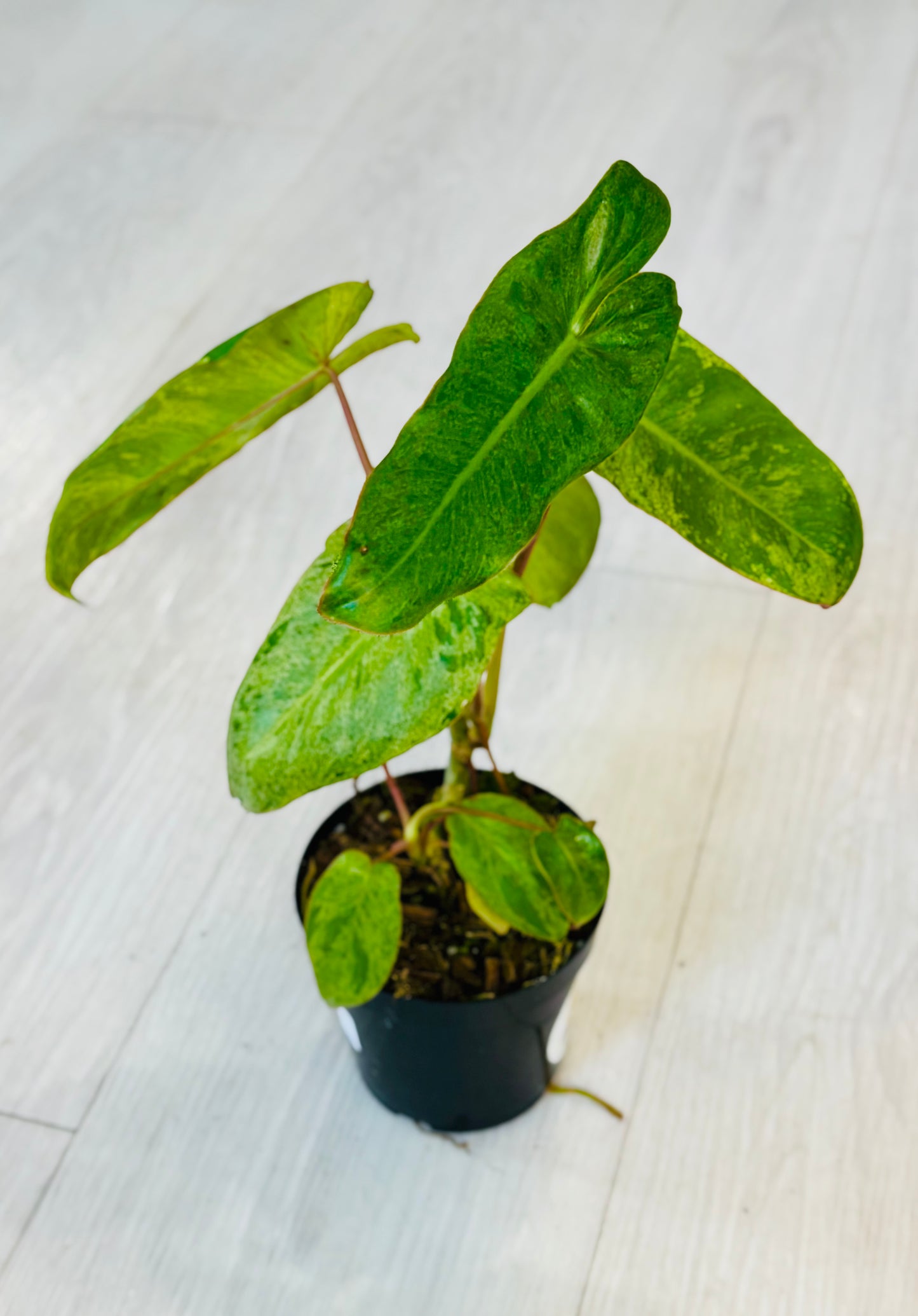 Paraiso Verde Philodendron