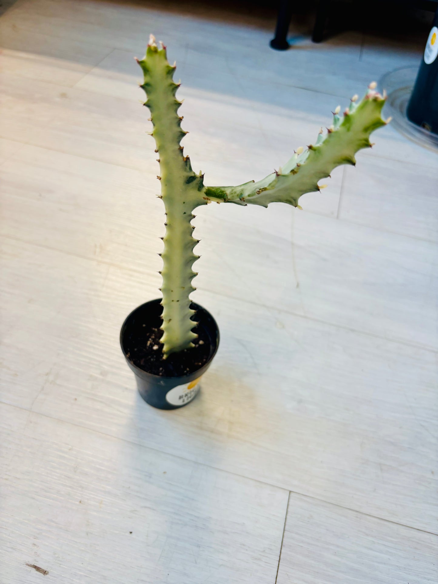 Euphorbia White Ghost