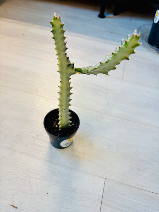 Euphorbia White Ghost