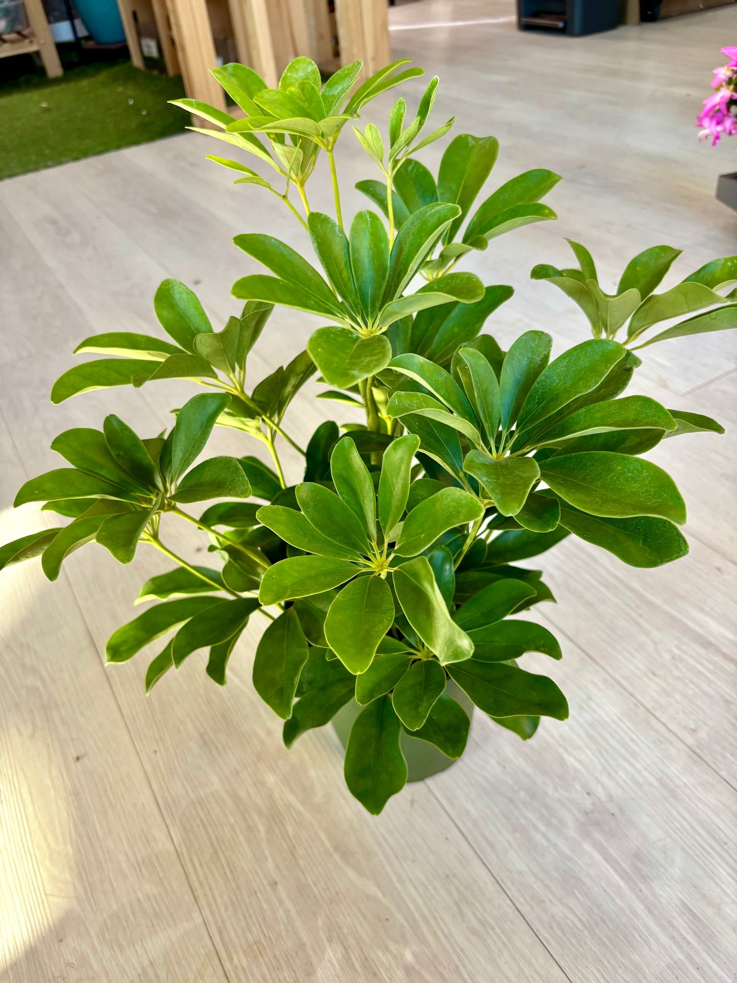 Schefflera Arboricola