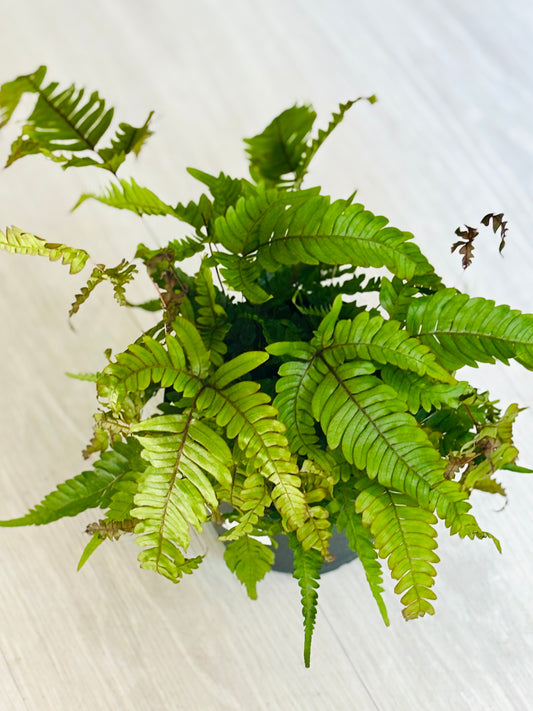 Autumn Fern