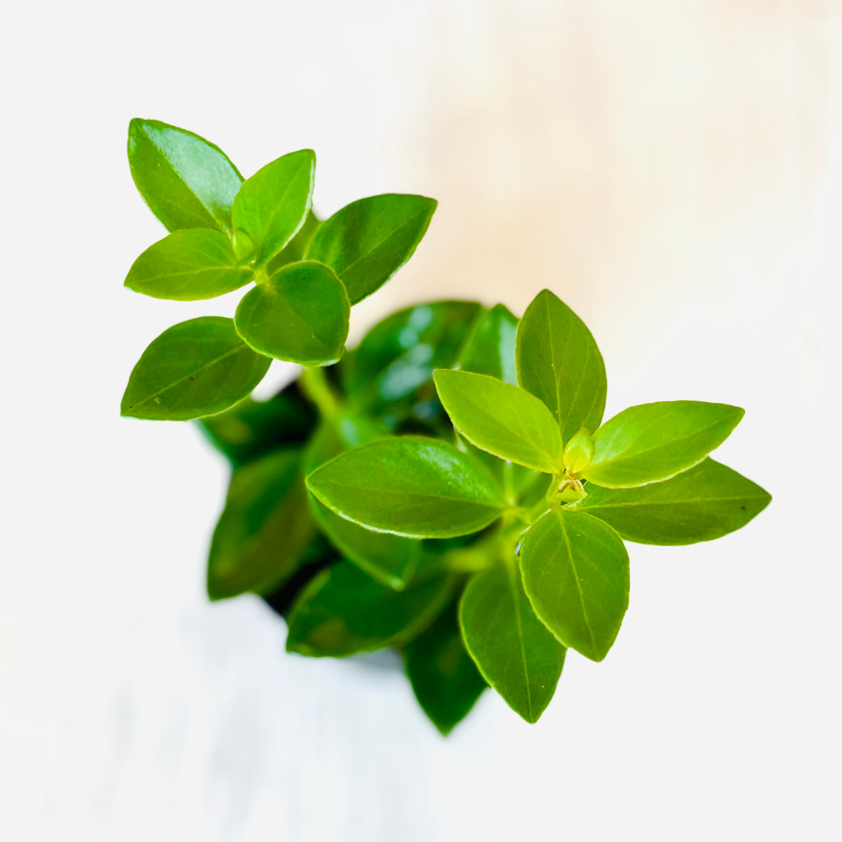 Houseplants - Assorted 2"