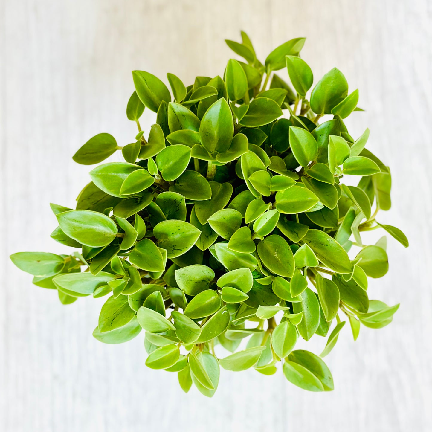 Pixie Lime Peperomia