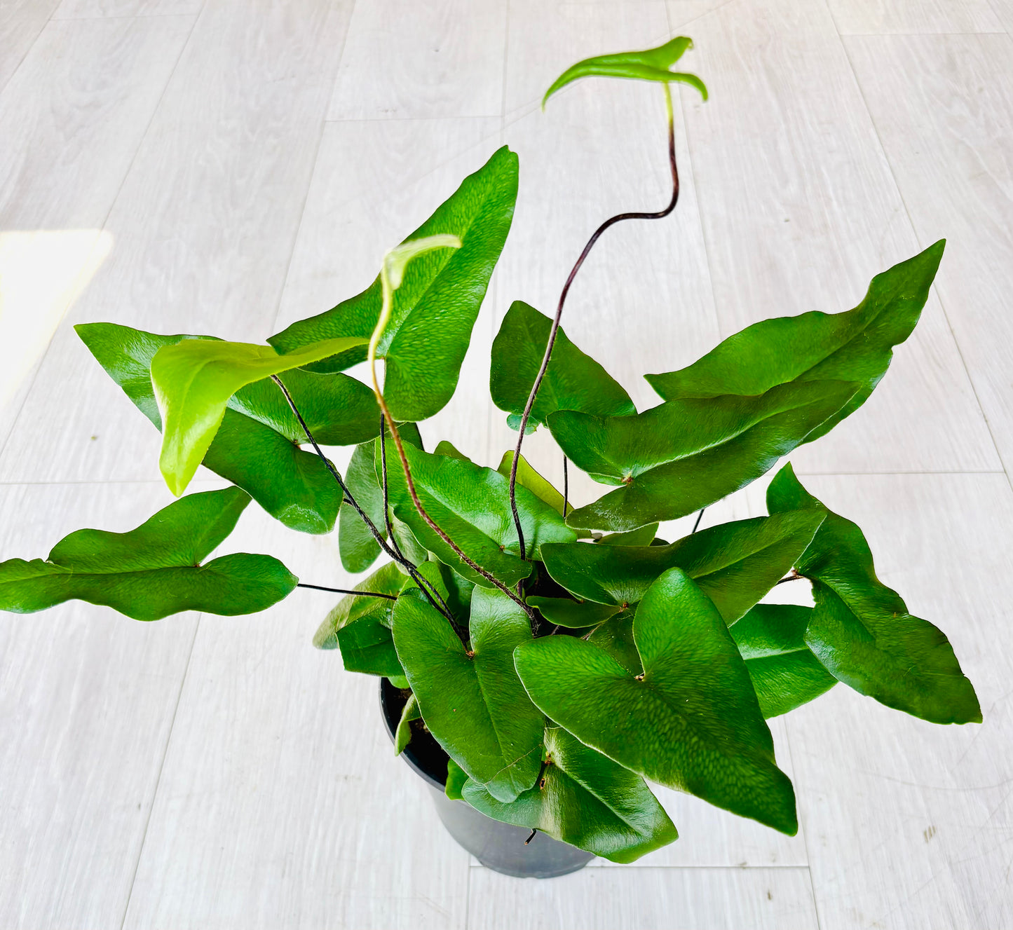 Heartleaf Fern