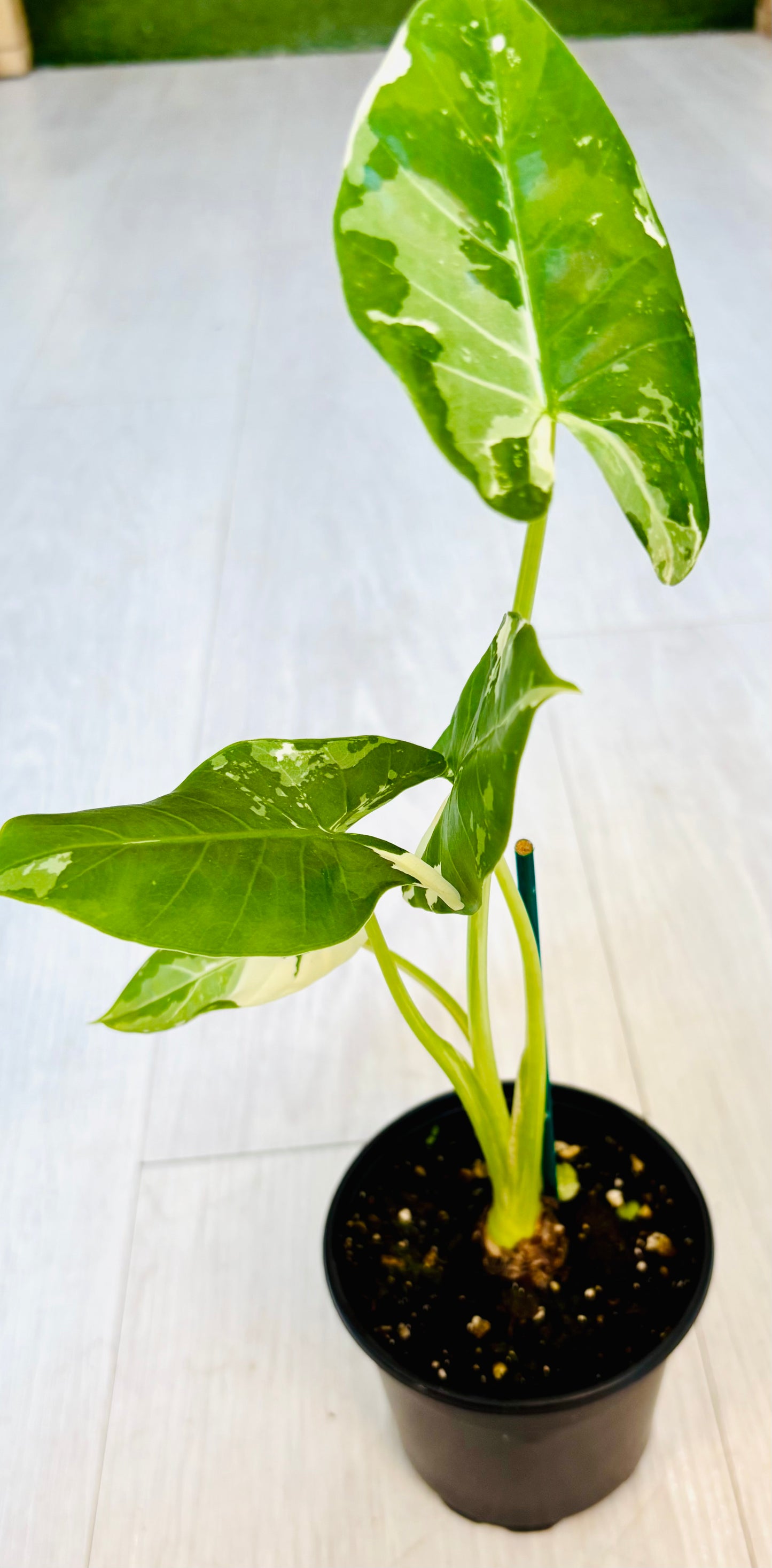 Okinawa Silver Alocasia