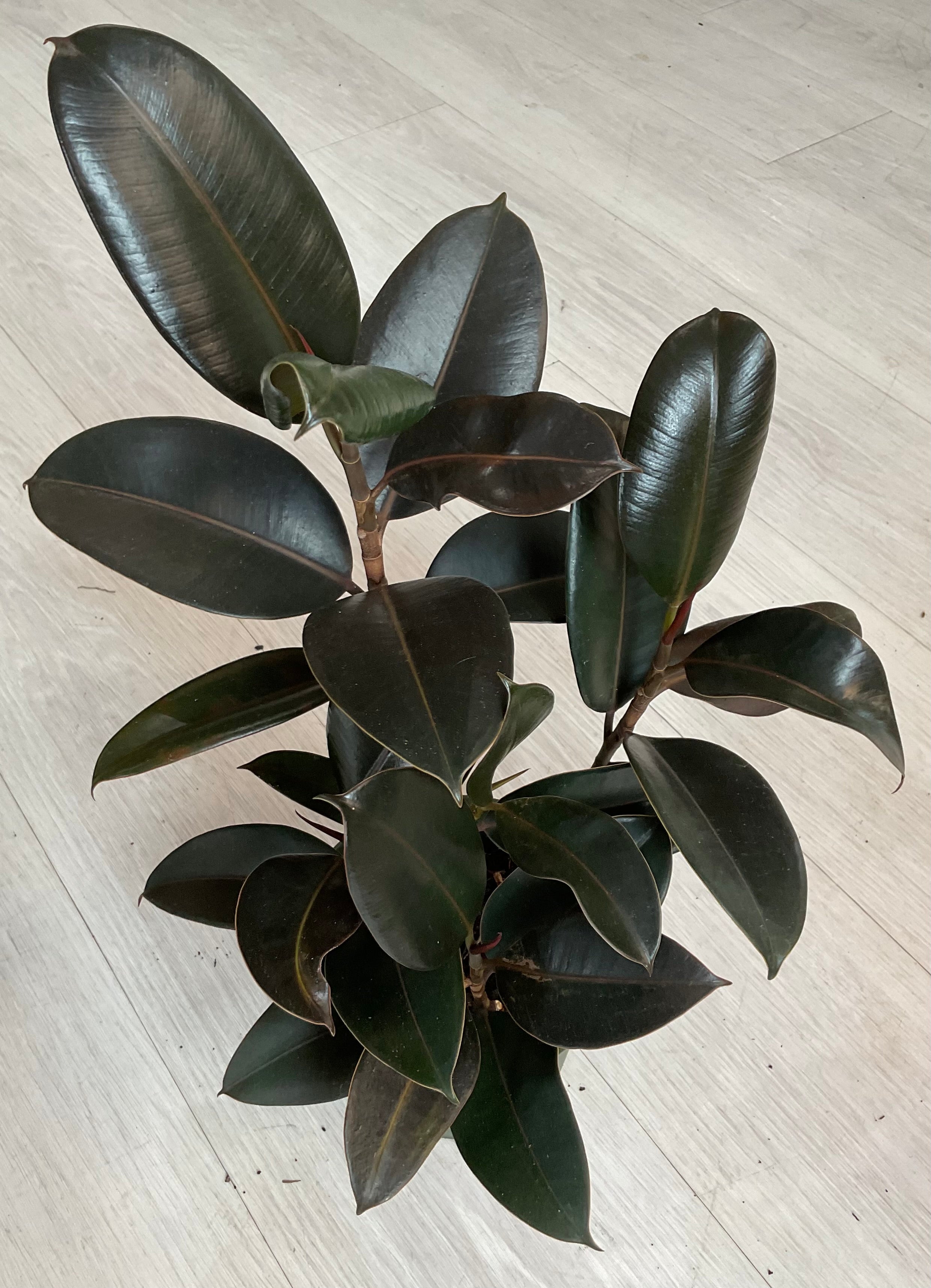 Socal File Burgundy Rubber Plant 6” – SoCal Soul Plants & Gifts