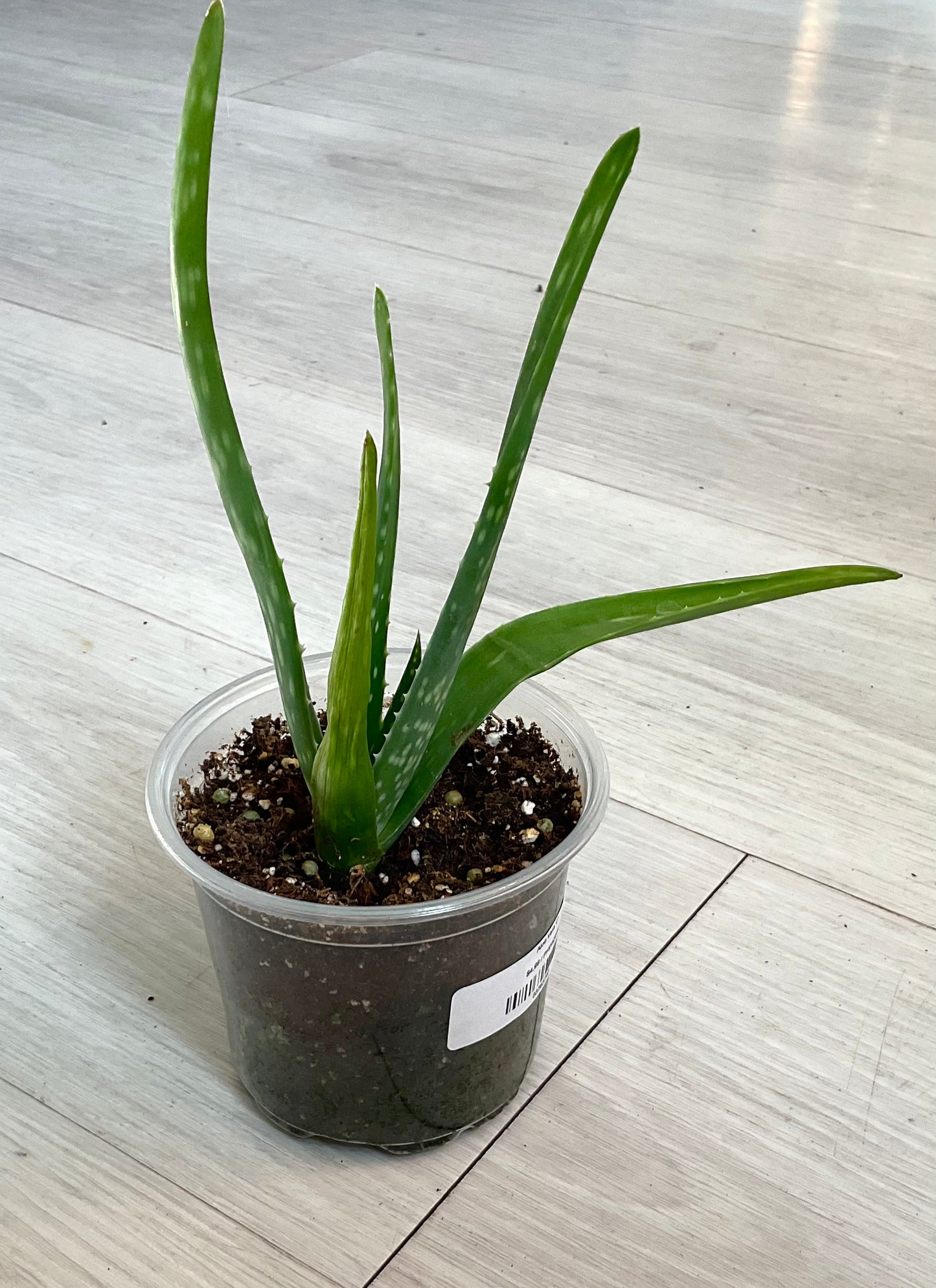 Aloe Vera