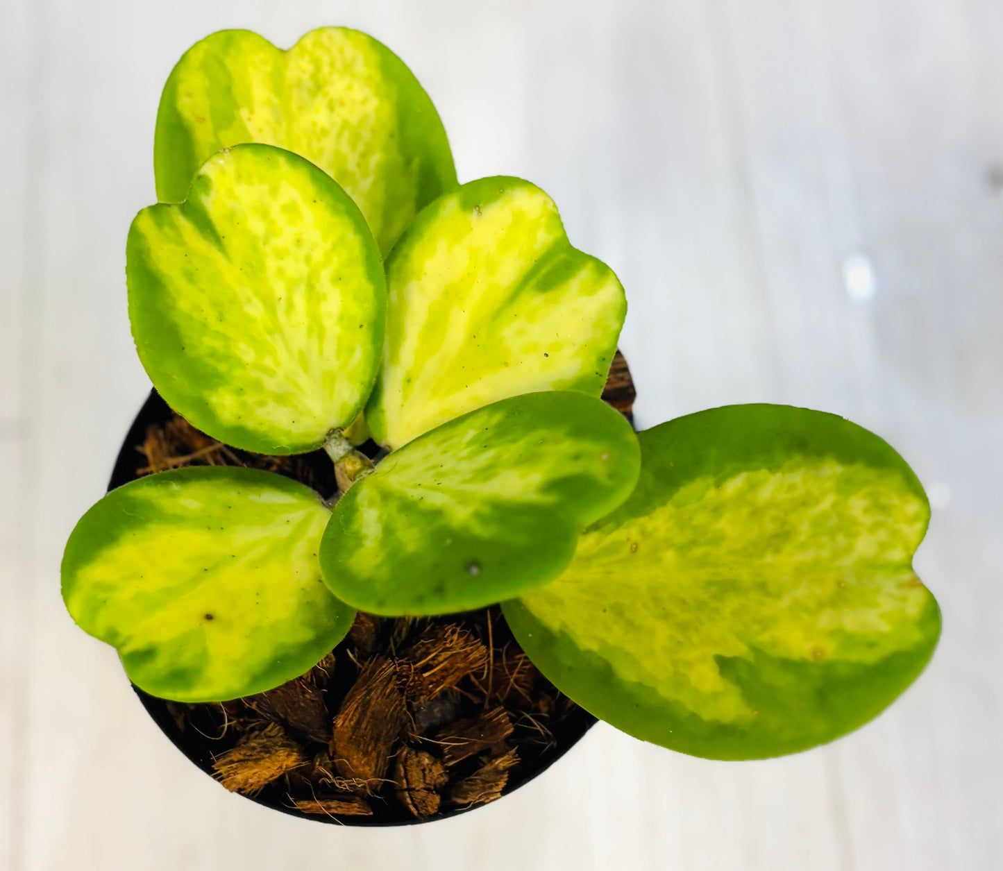 Variegated Kerrii Hoya