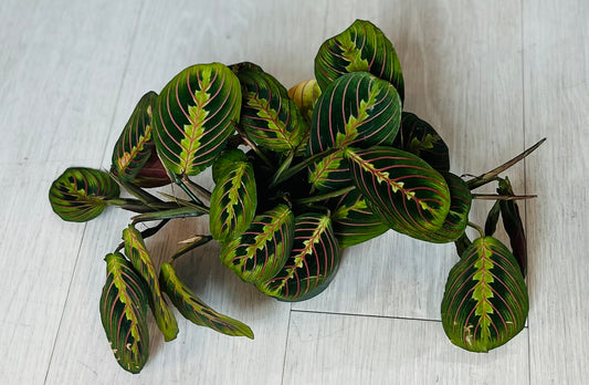 Red Prayer Plant