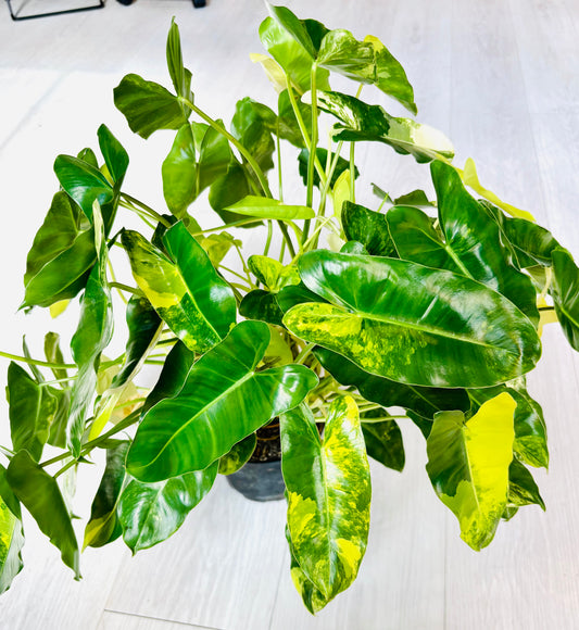 Burle Marx Variegated Philodendron