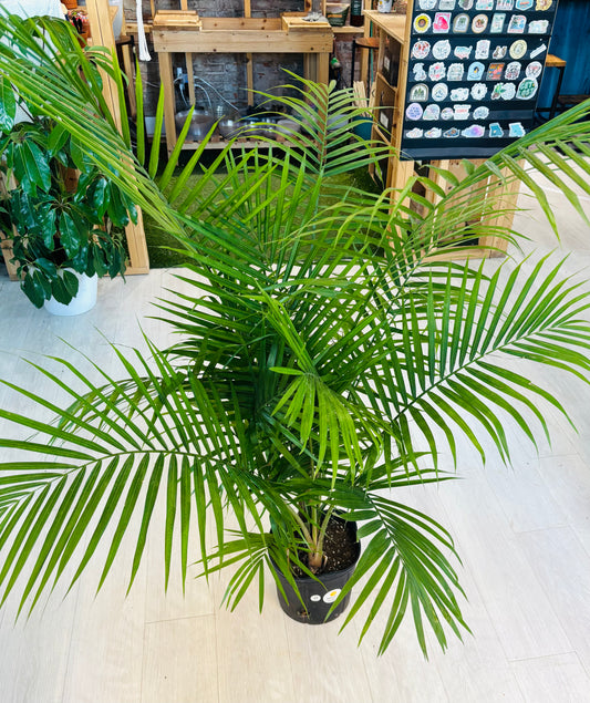 Majesty Palm