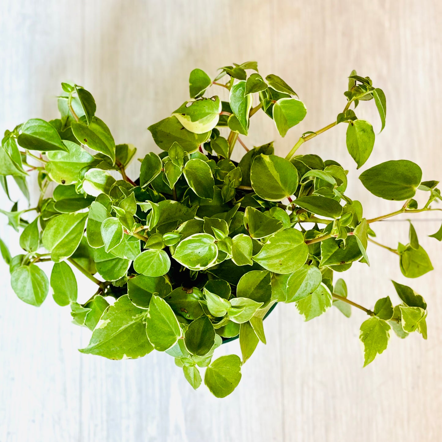 Cupid Peperomia