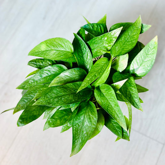 Cebu Blue Pothos