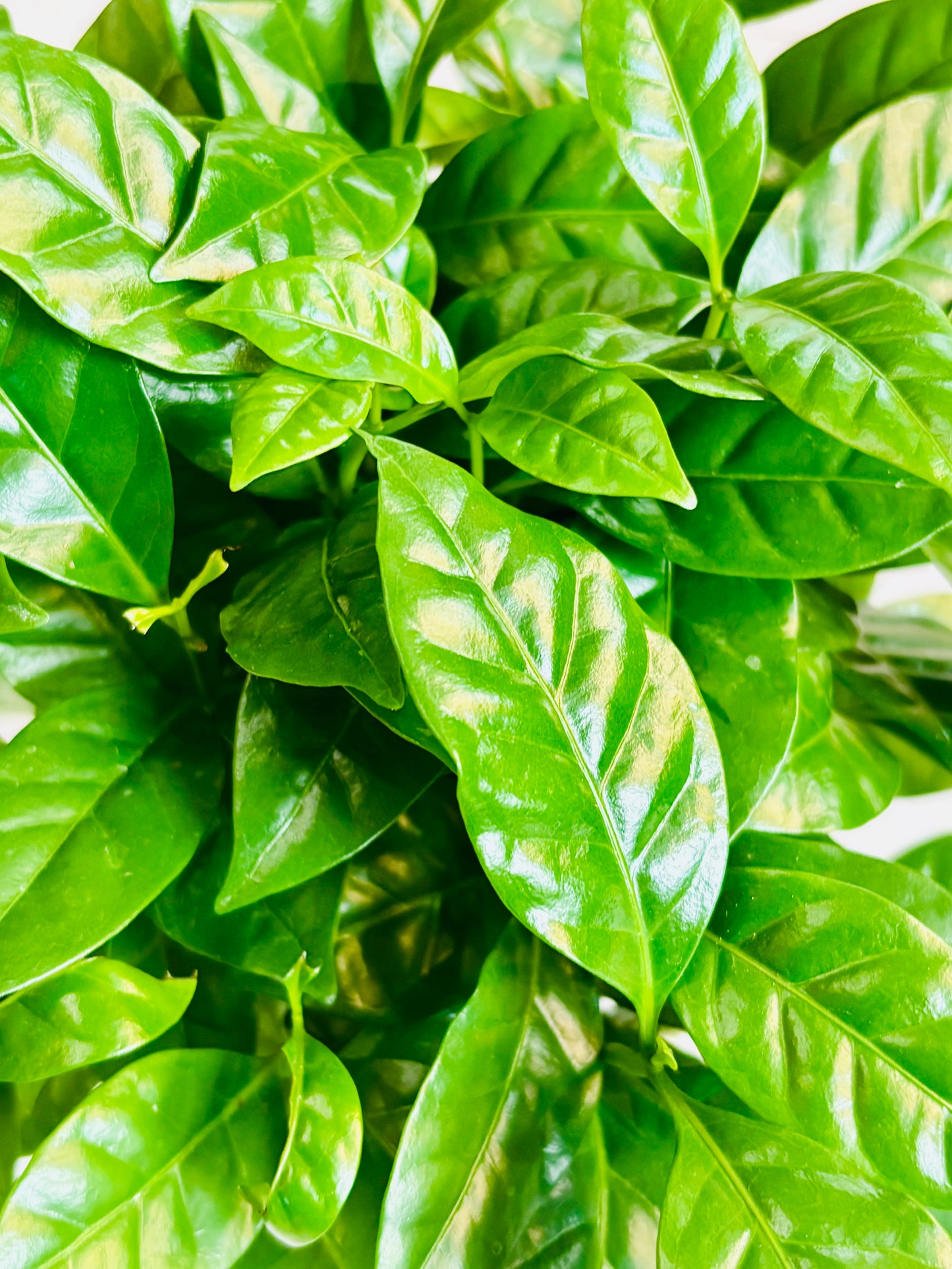 Coffea Arabica