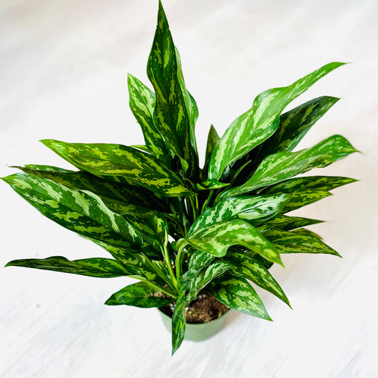Maria Aglaonema