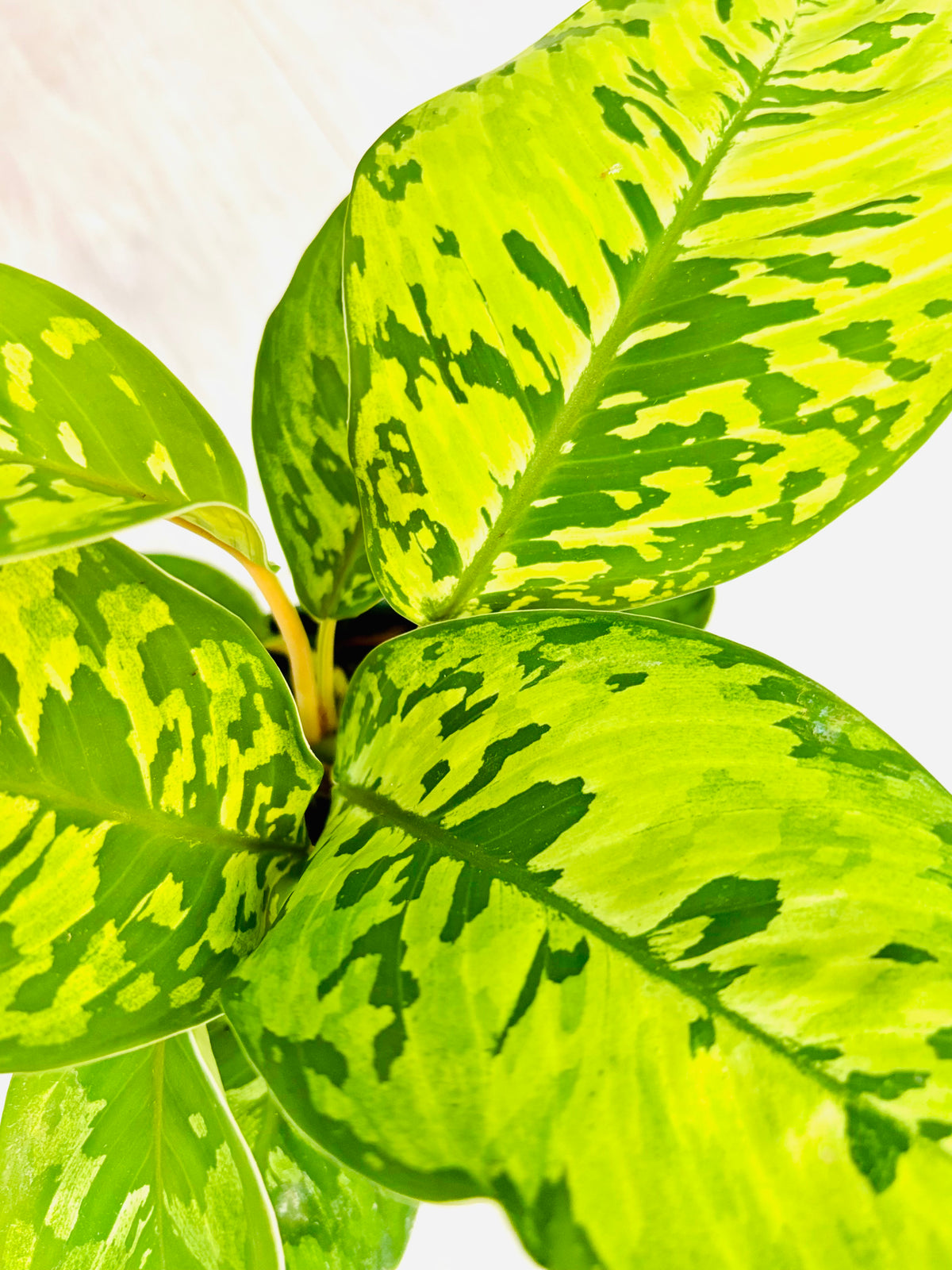 Camouflage Homalomena
