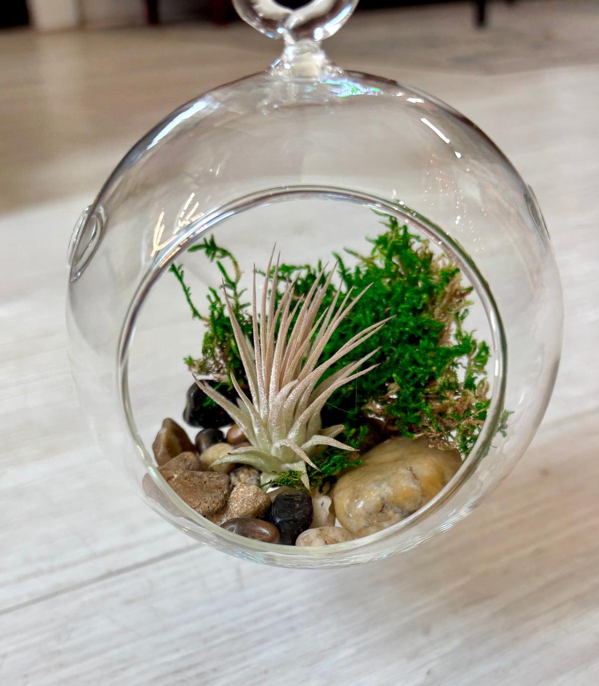 Hanging Airplant Terrarium Globes