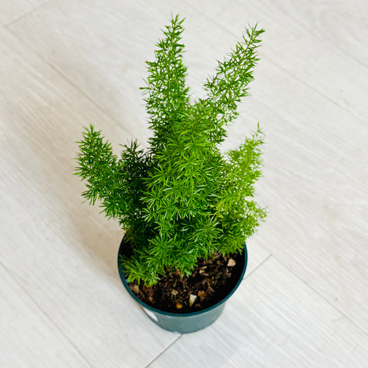 Foxtail Fern