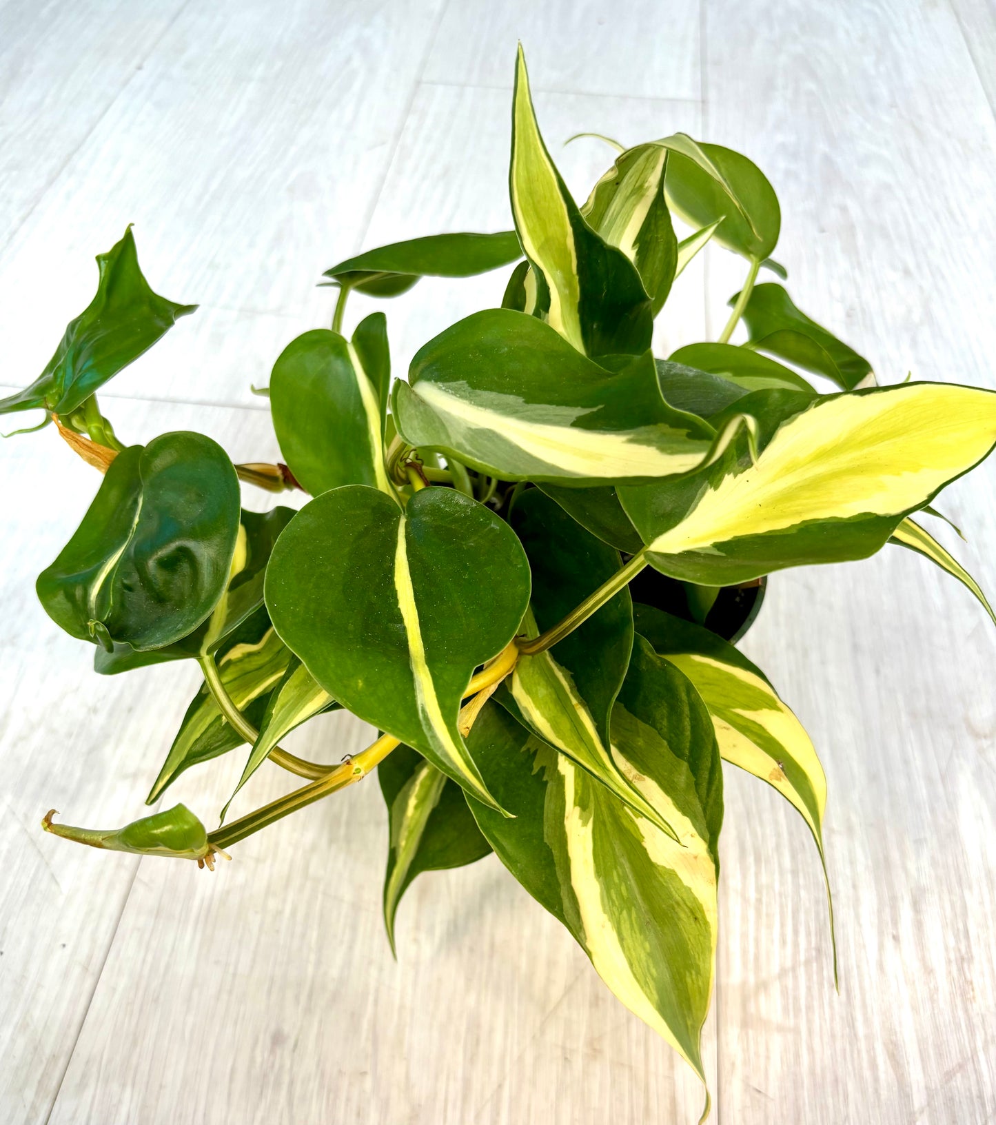 Silver Stripe Philodendron
