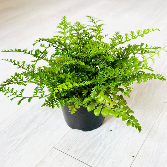 Austral Gem Fern