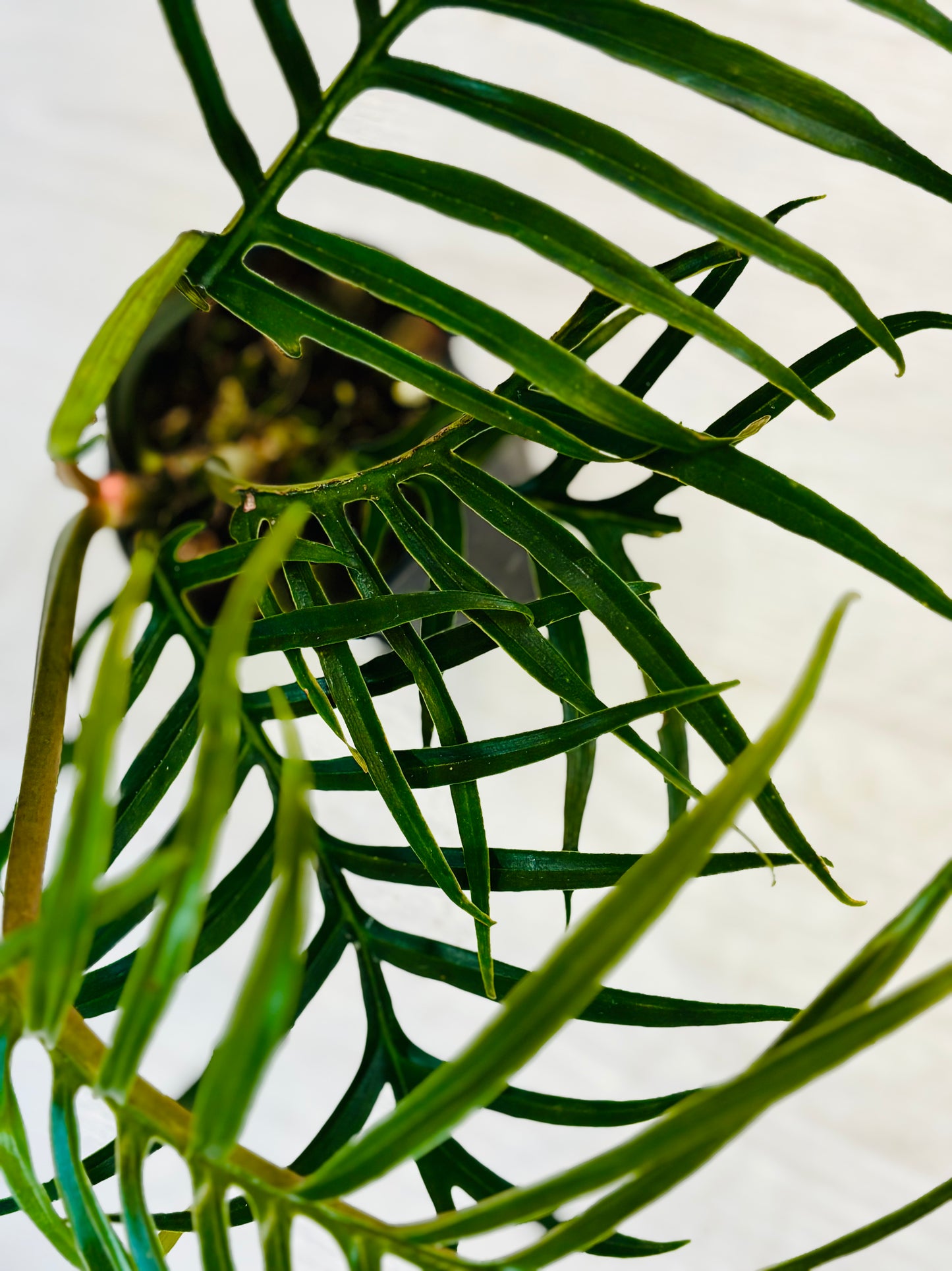 Tortum Philodendron