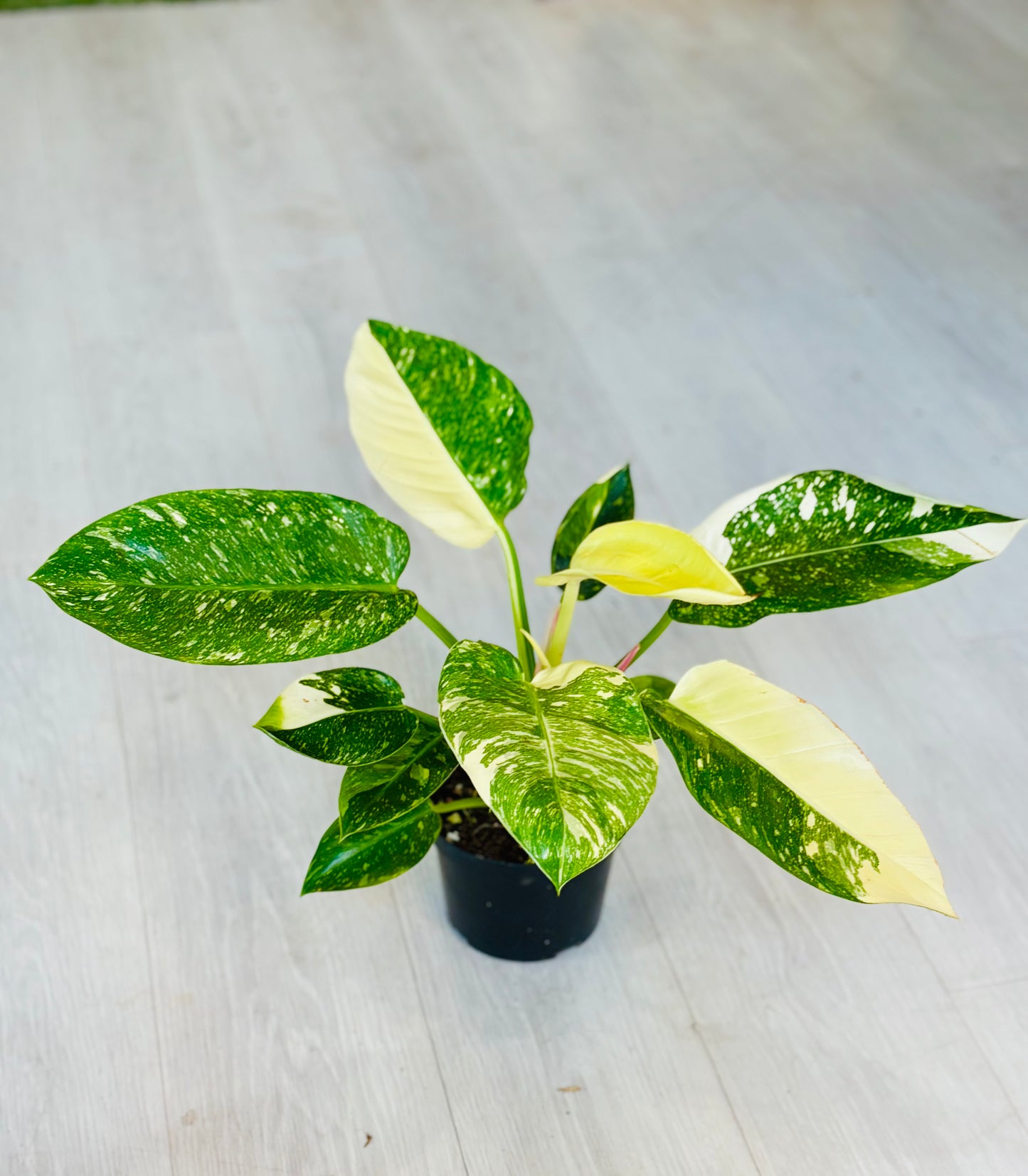 Variegated Green Congo Philodendron