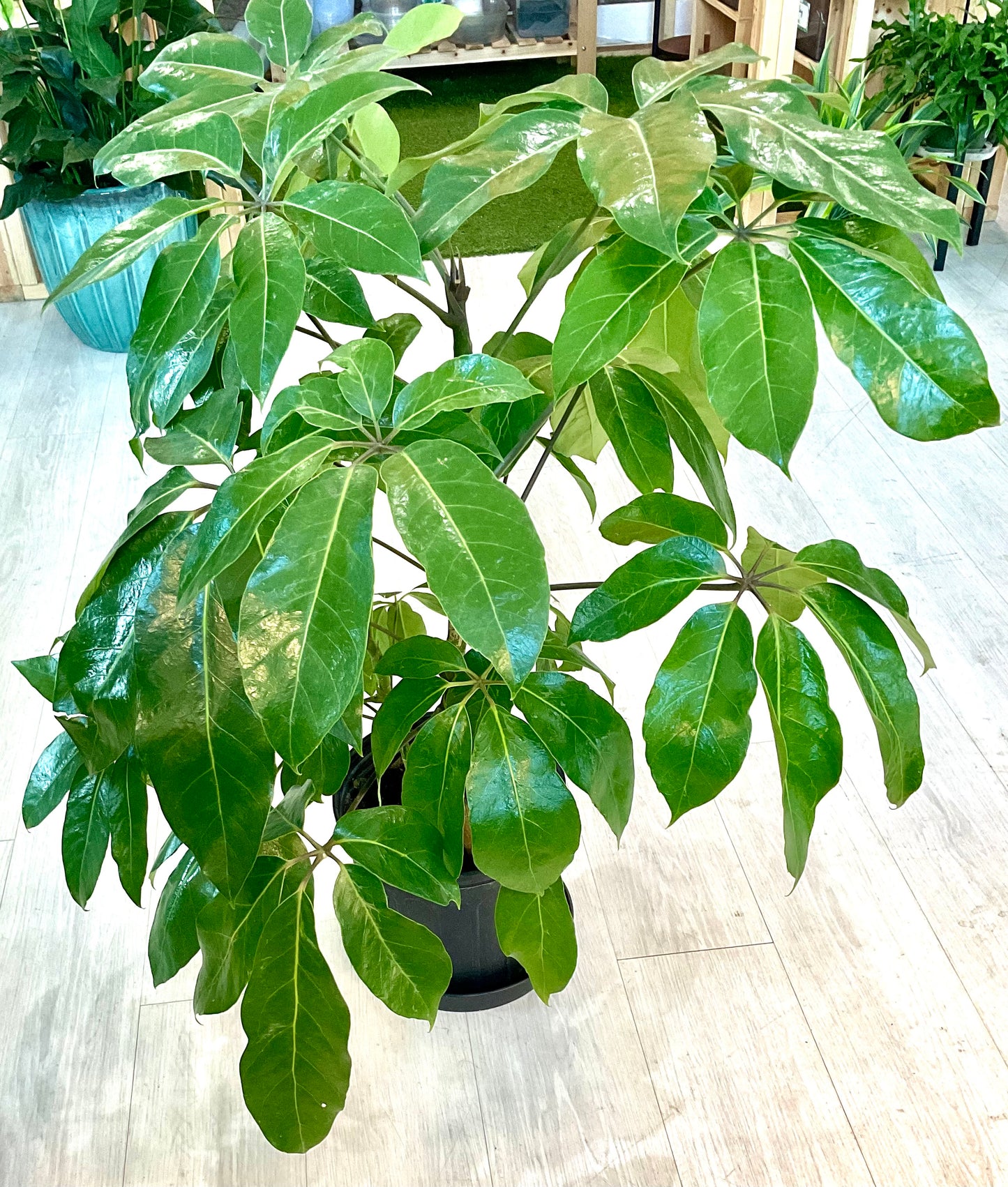 Amate Schefflera