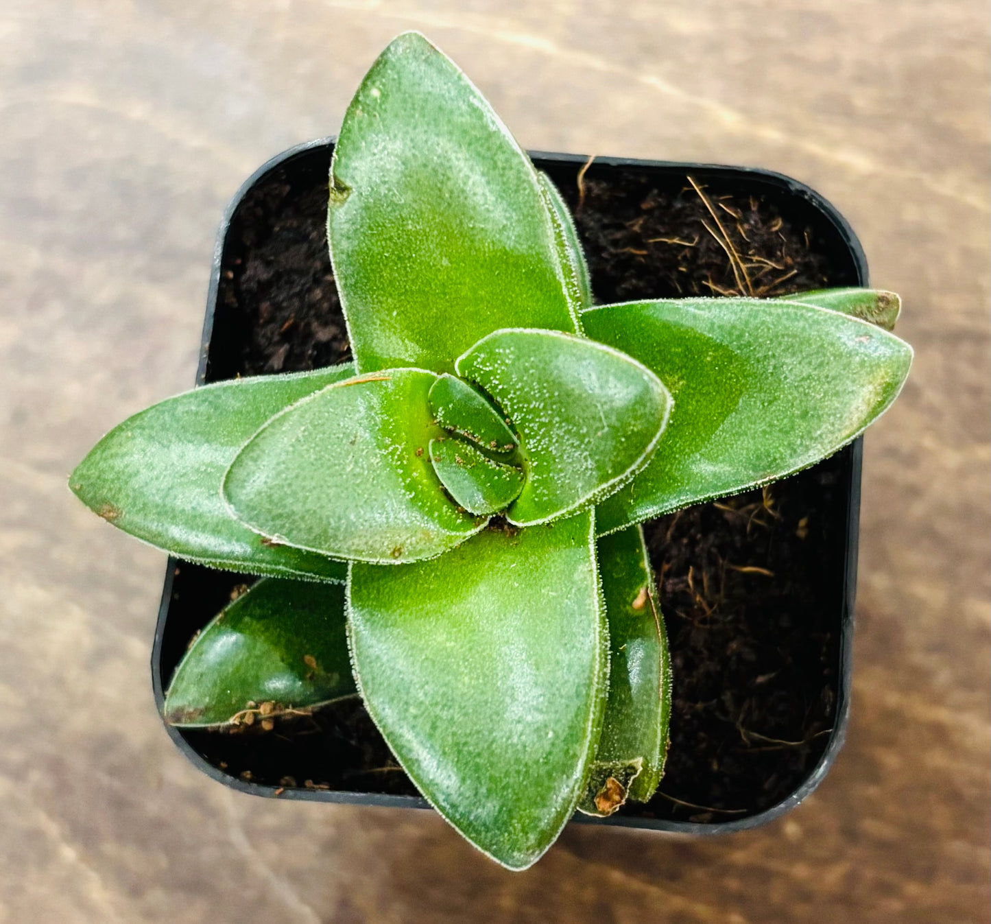 Succulents - Assorted 2”