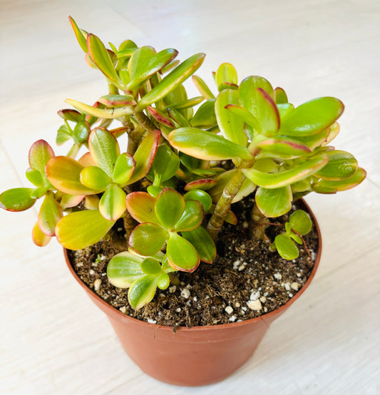 Hummel's Sunset Jade