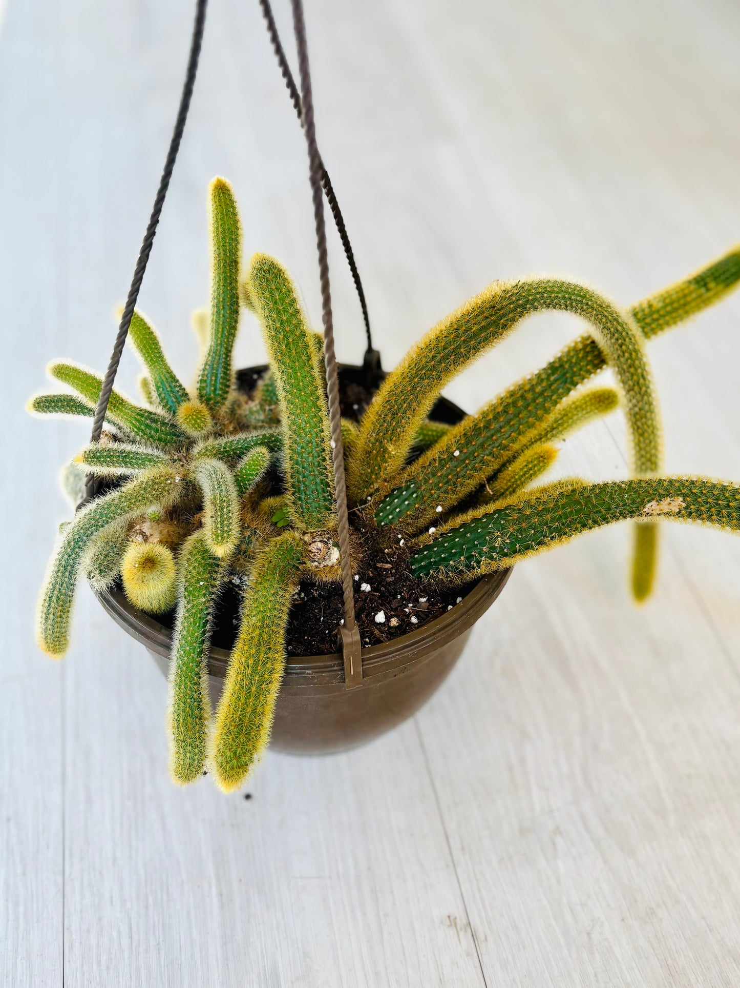 Golden Monkey Tail Cactus