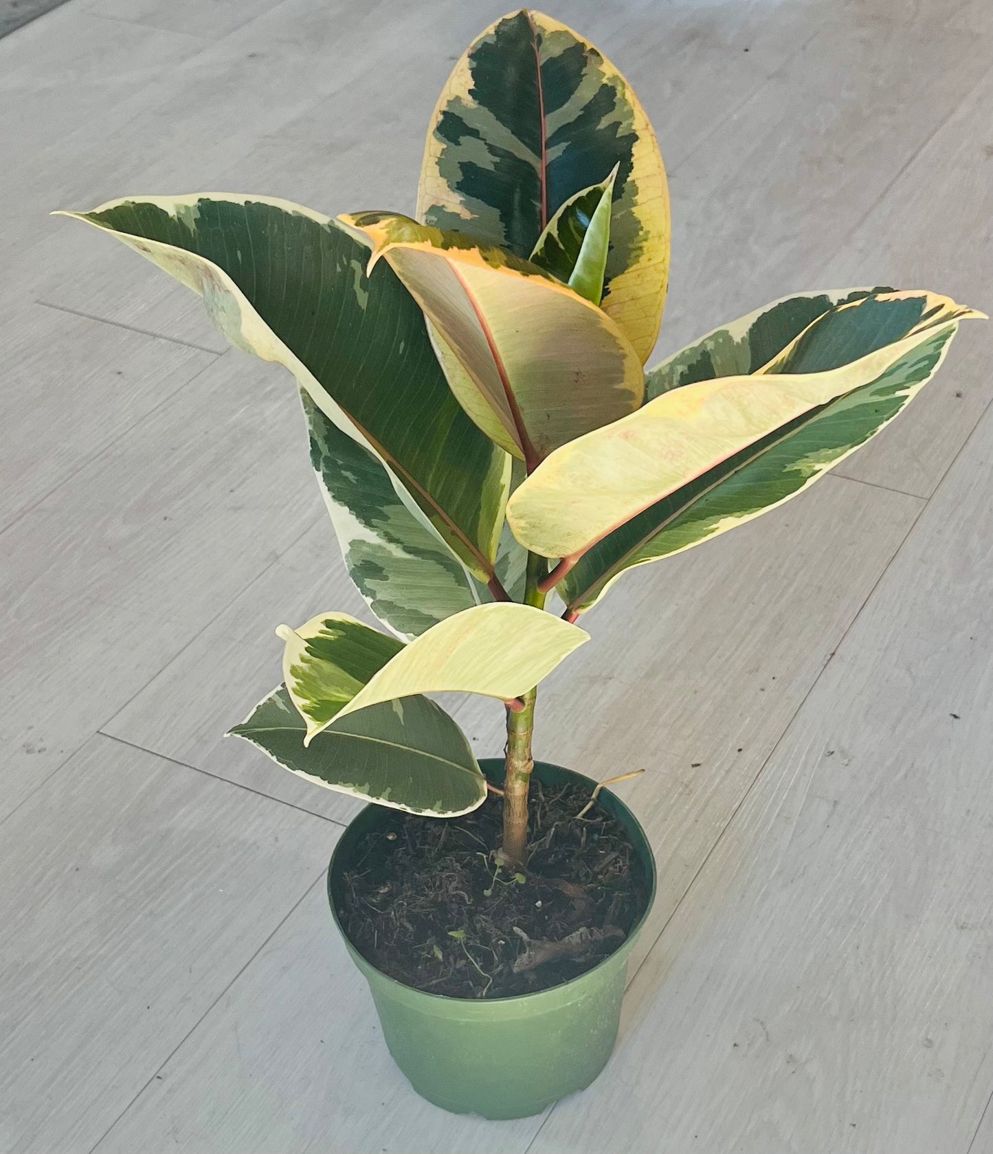 Elastica Tineke Ficus