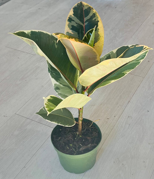 Elastica Tineke Ficus