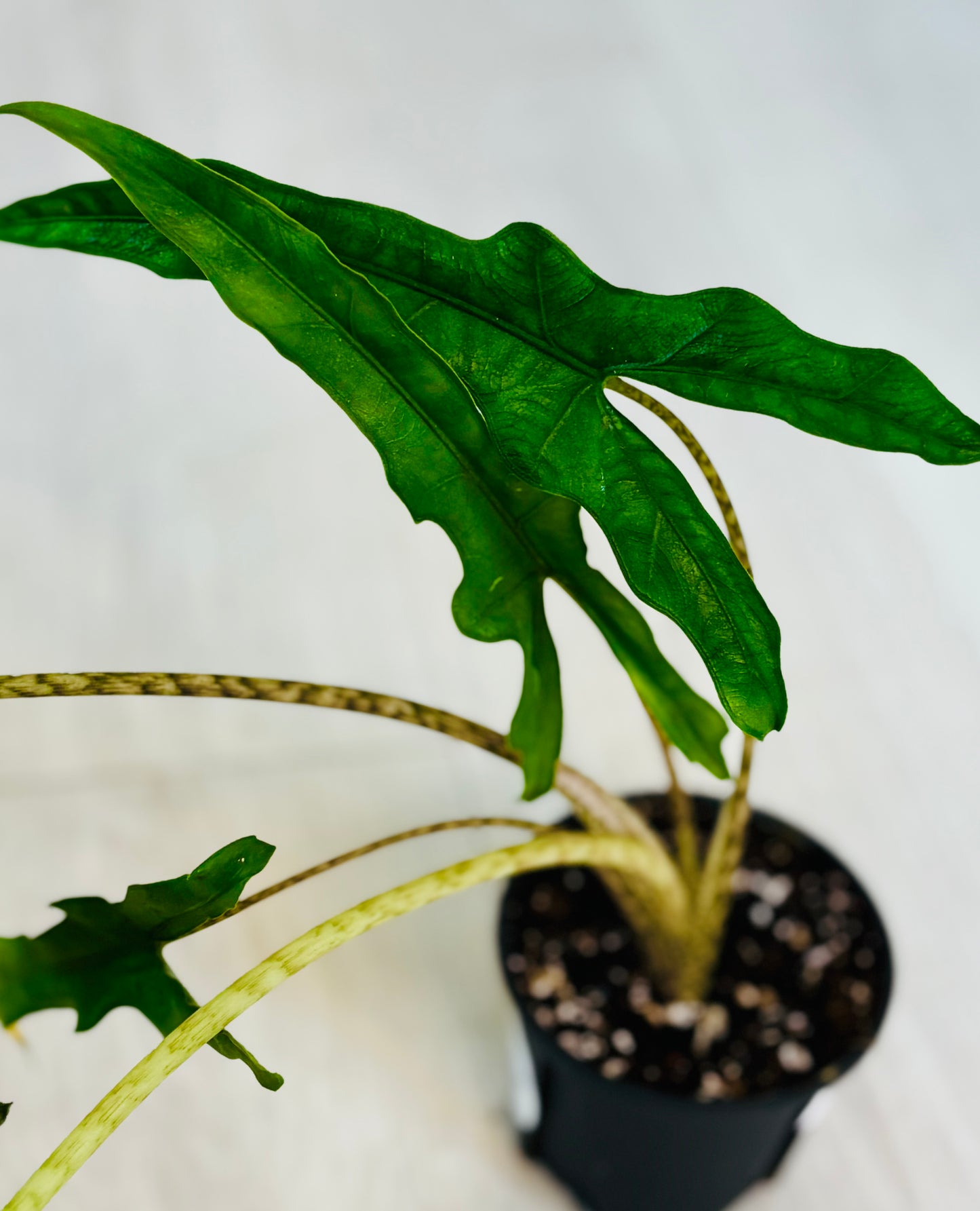 Sabrina Alocasia