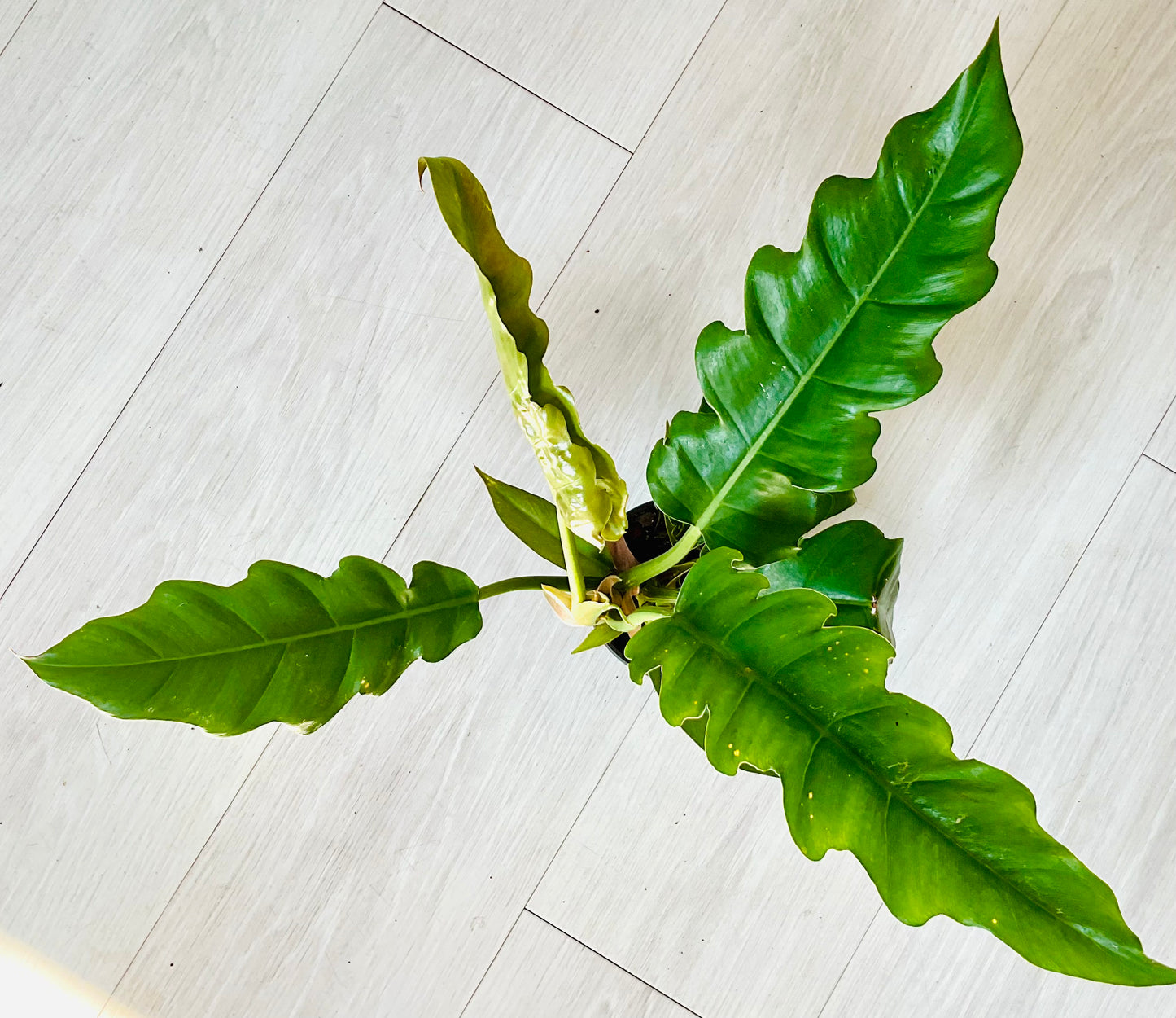 Jungle Boogie Philodendron