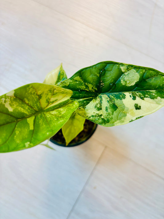 Alocasia Dragon Scale Albo