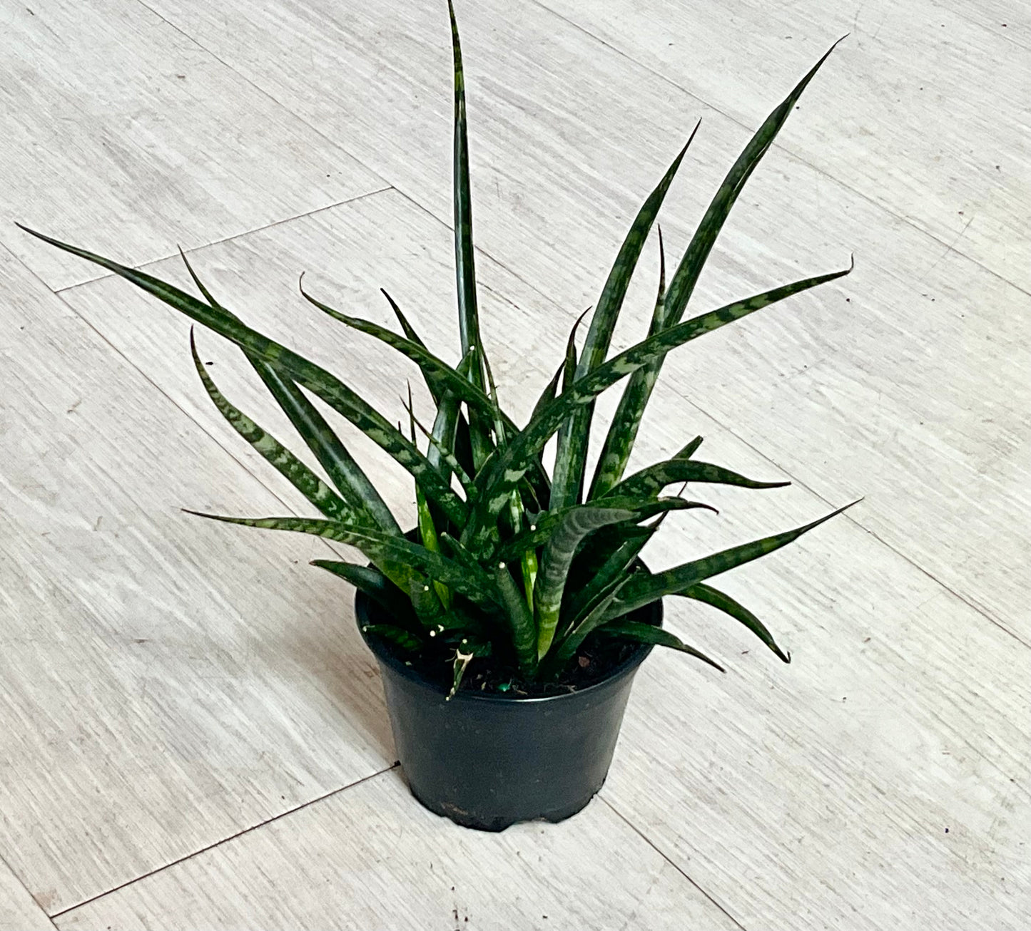 Fernwood Snake Plant