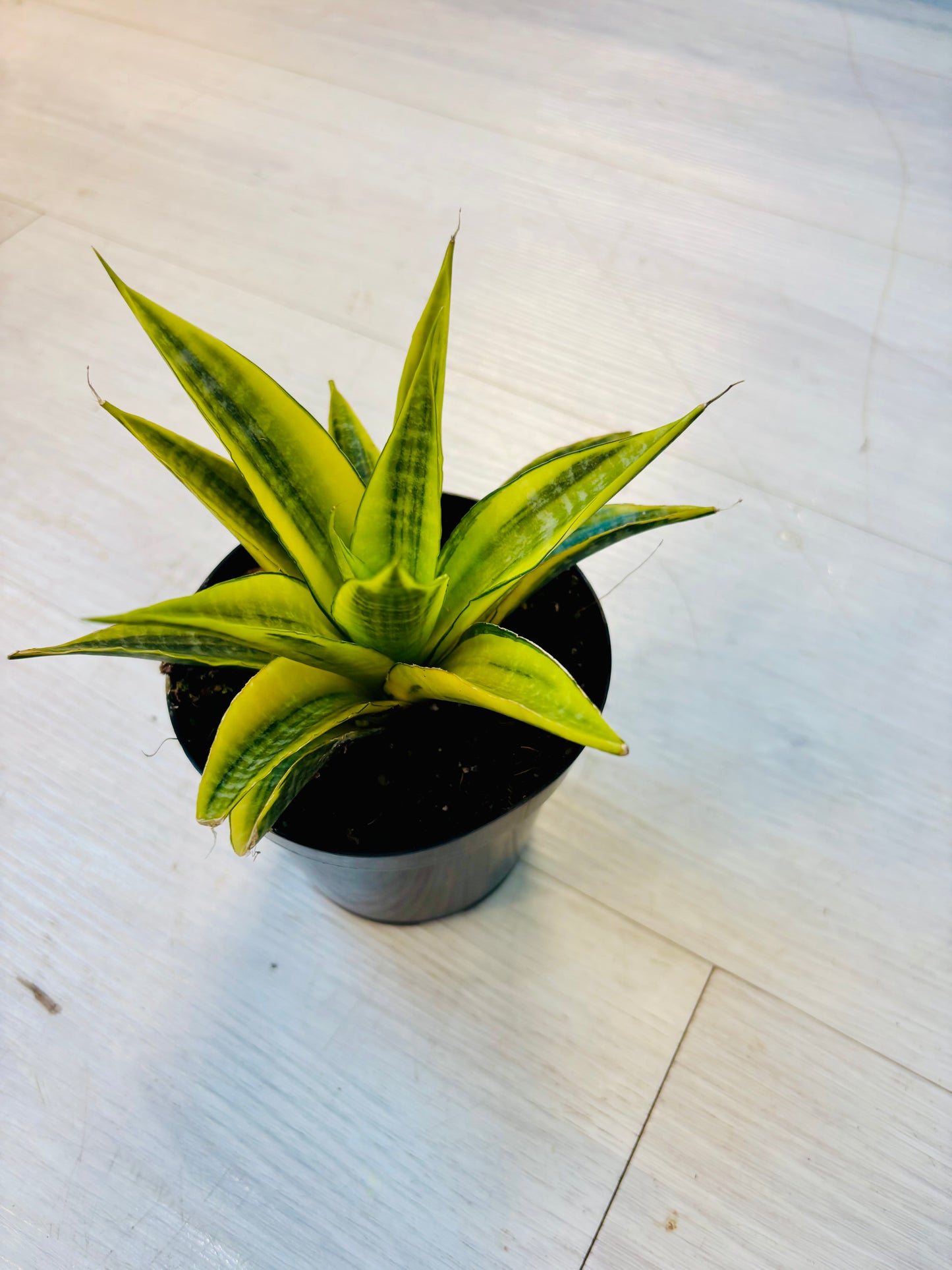 Cordova Variegated Snake Plant