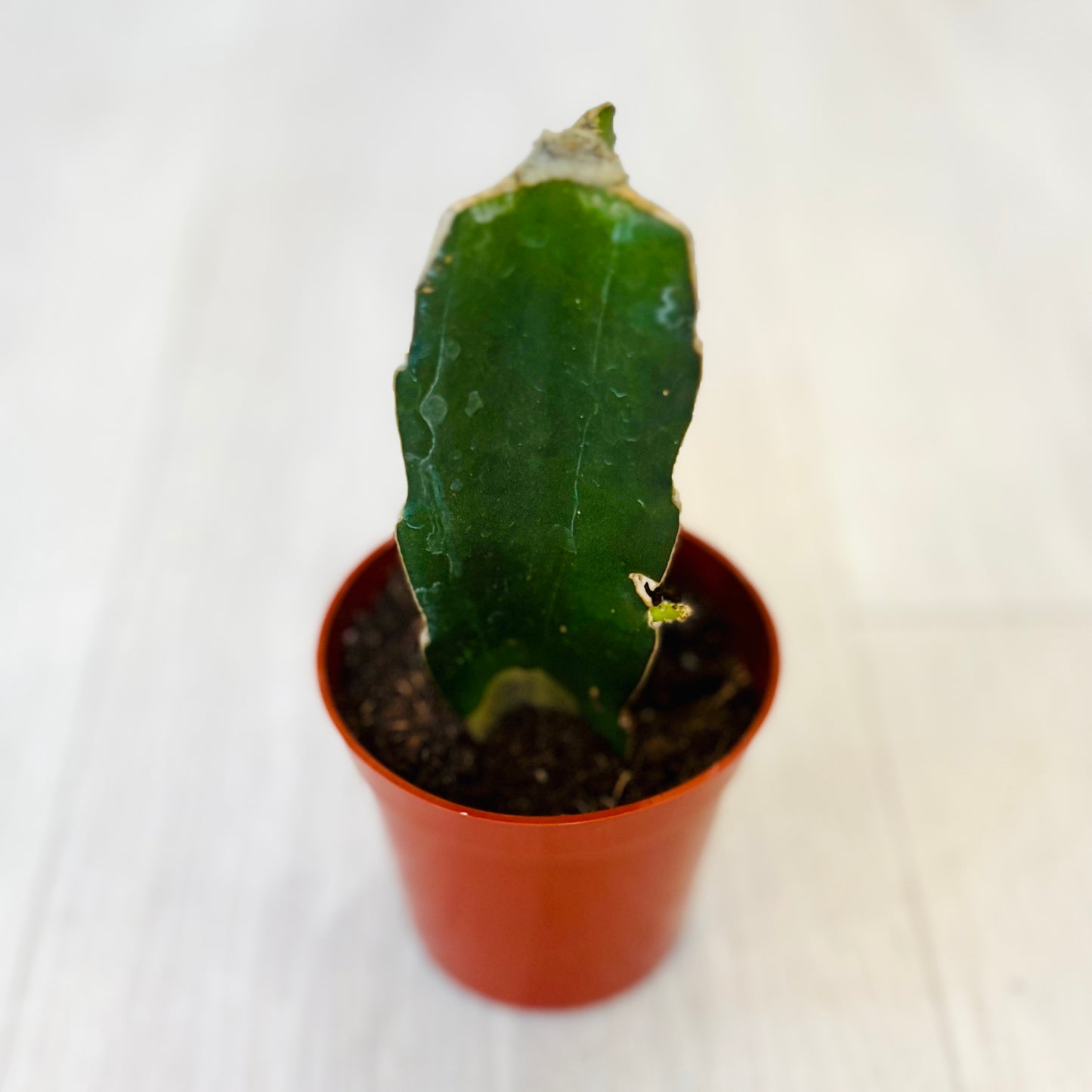 Cactus - Assorted 3"