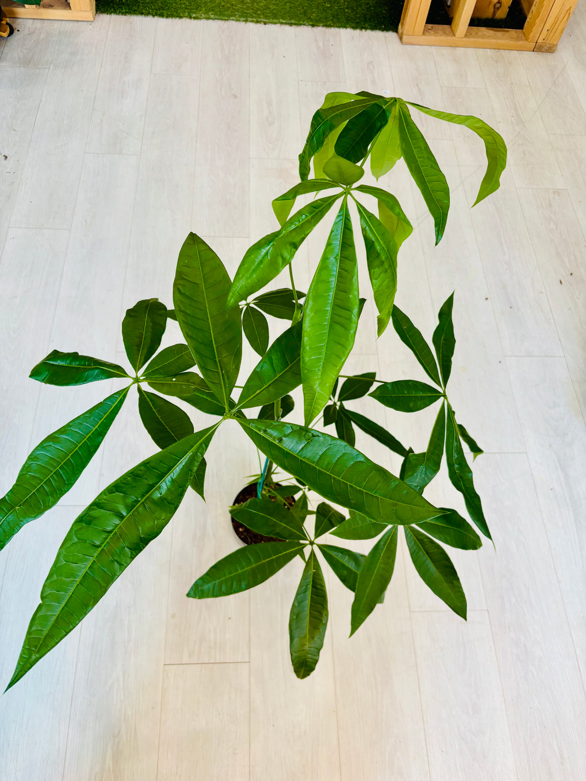 Money Tree