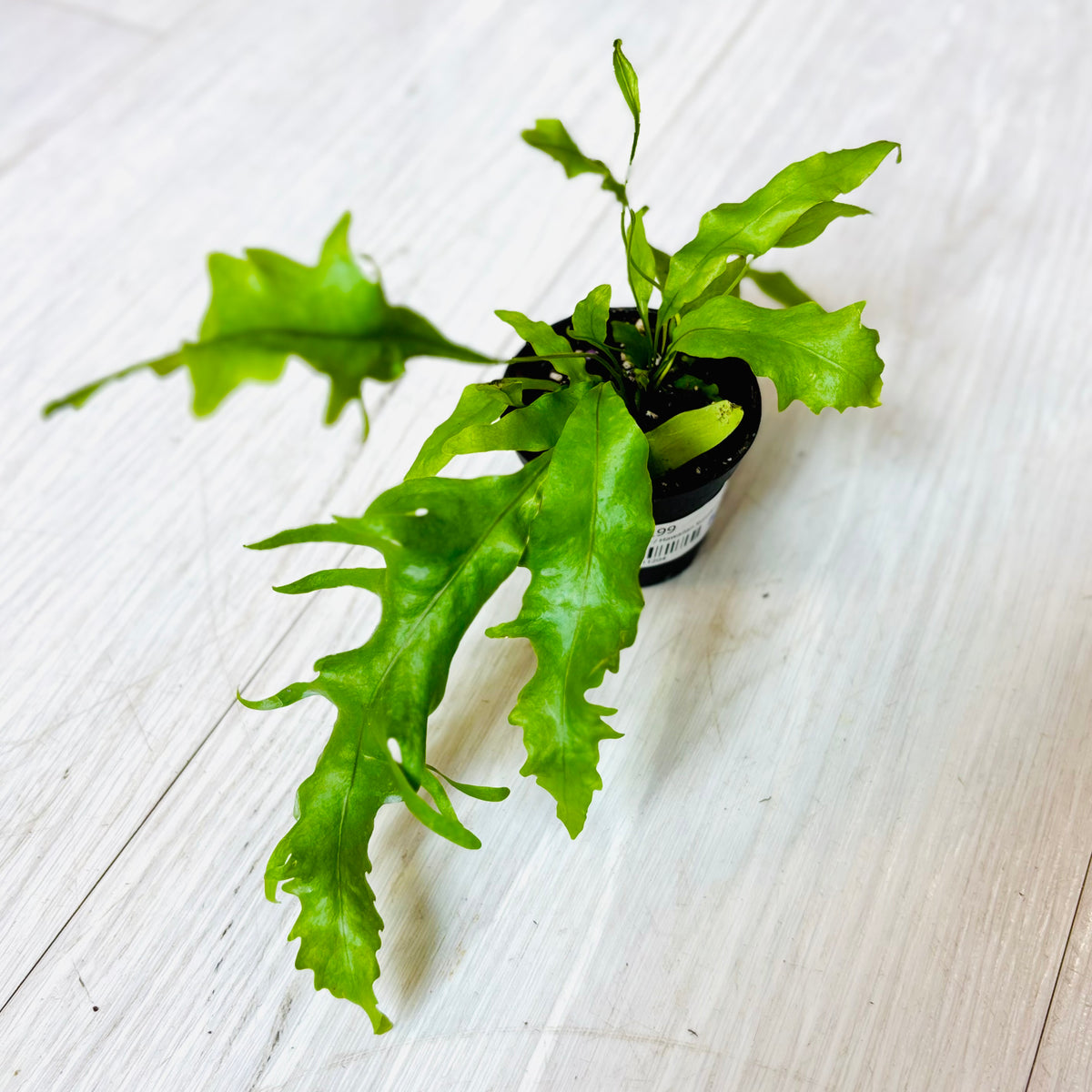 Houseplants - Assorted 2"