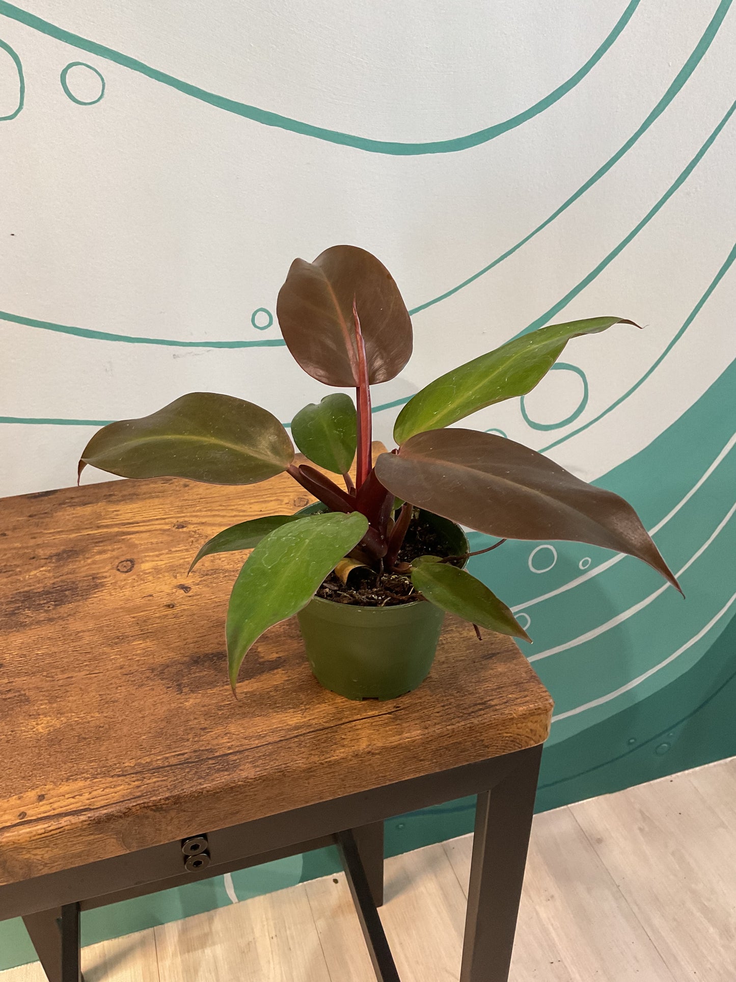 Prince of Orange Philodendron