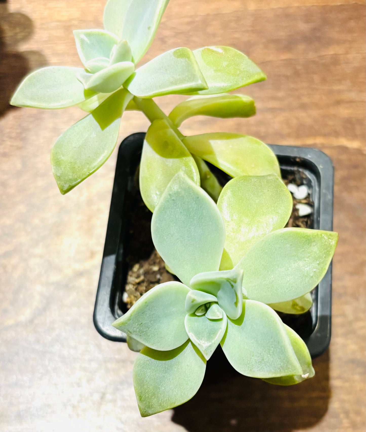 Succulents - Assorted 3"