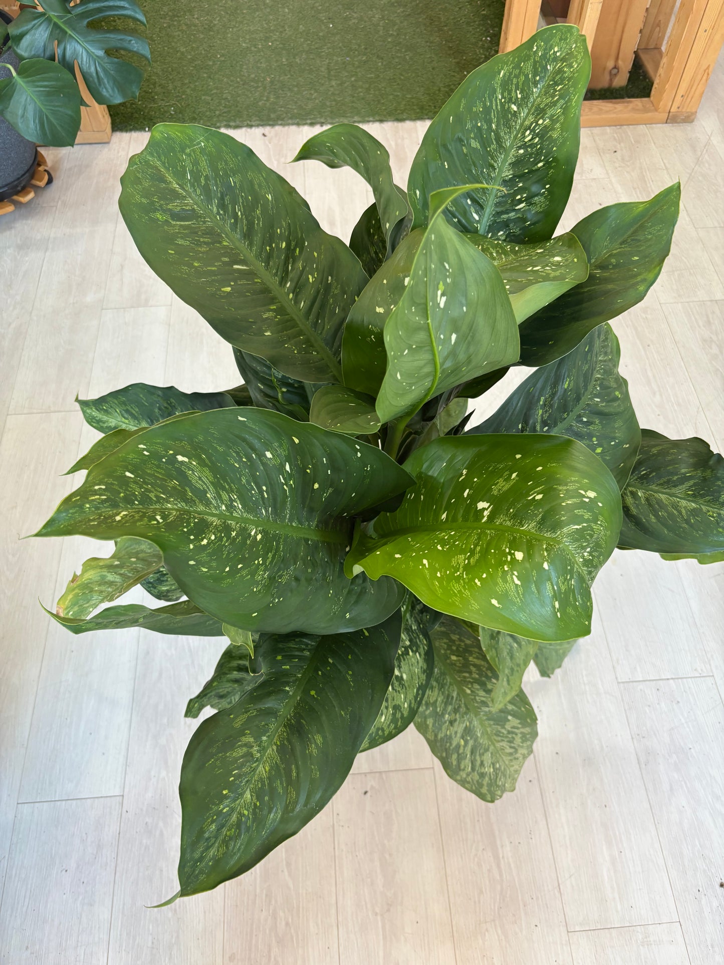 Memoria Corsii Dieffenbachia