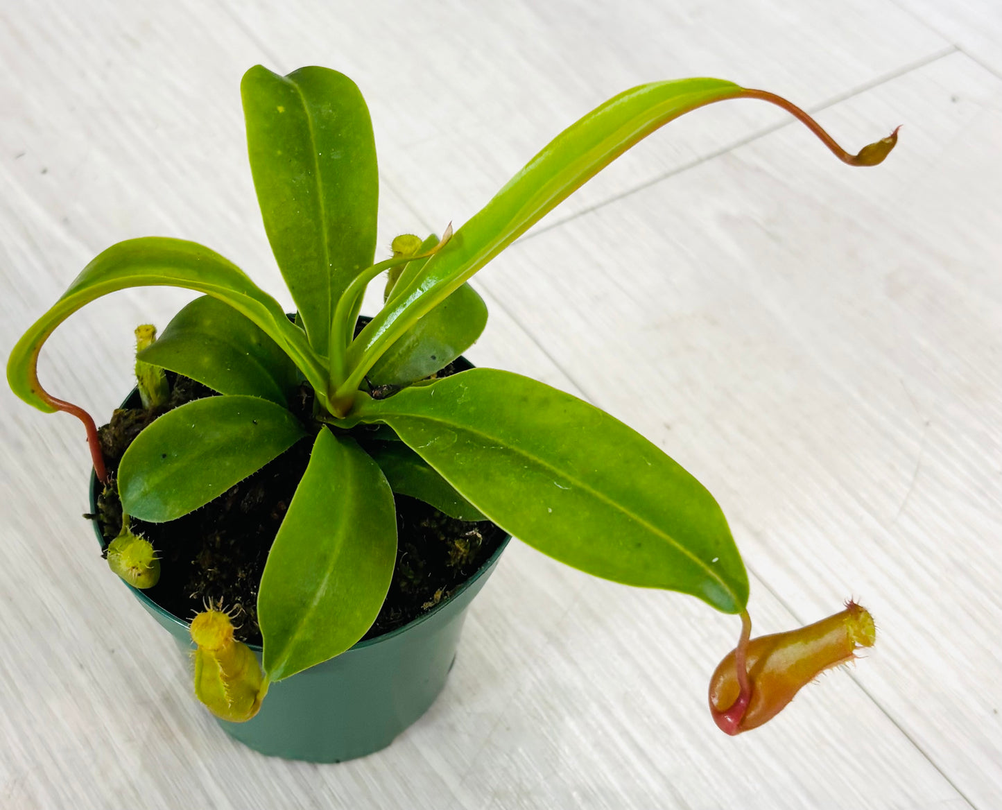 Nepenthes Pitcher Plant