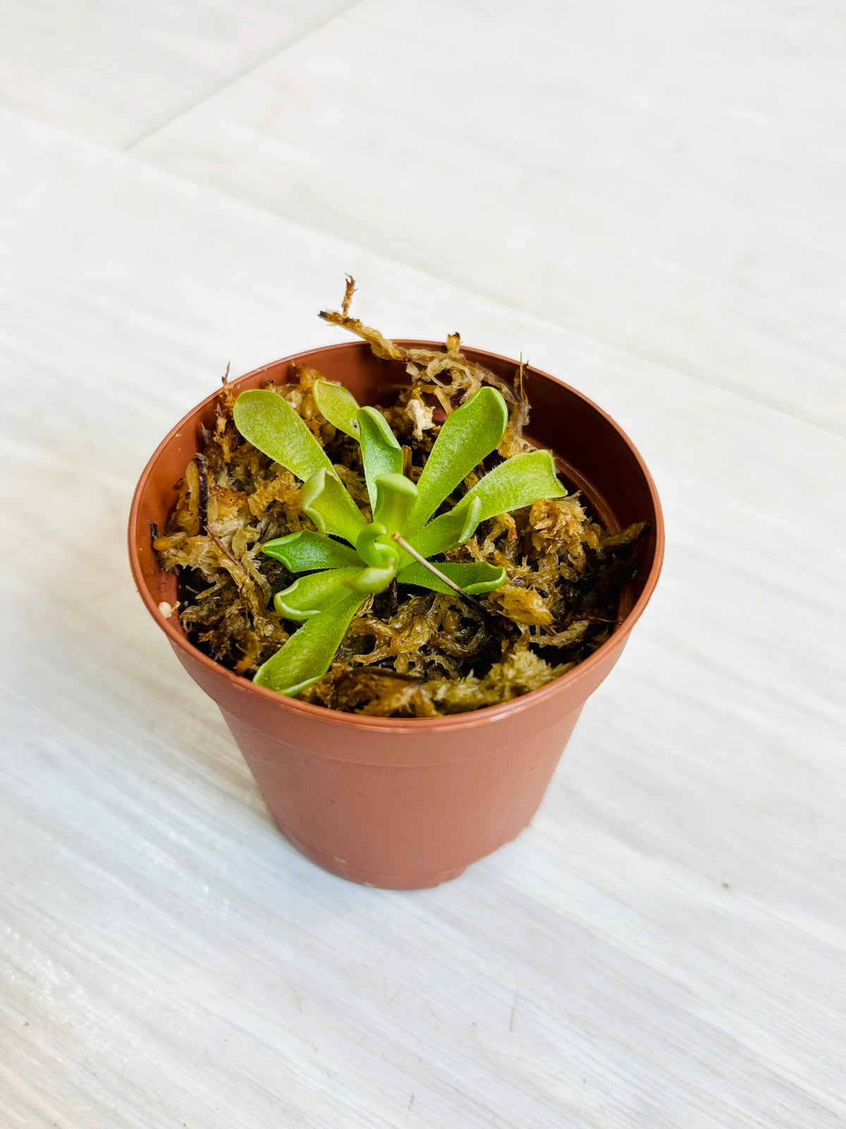 Rosy-Lavender Butterwort