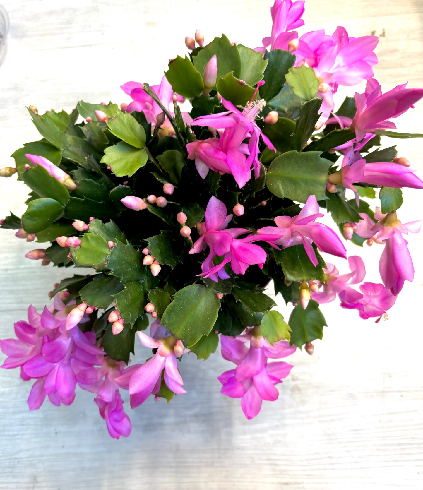 Thanksgiving Cactus