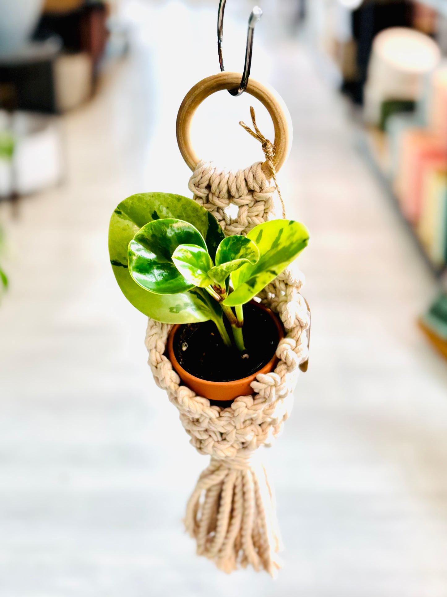 Knotty By Nature Airplant Pods