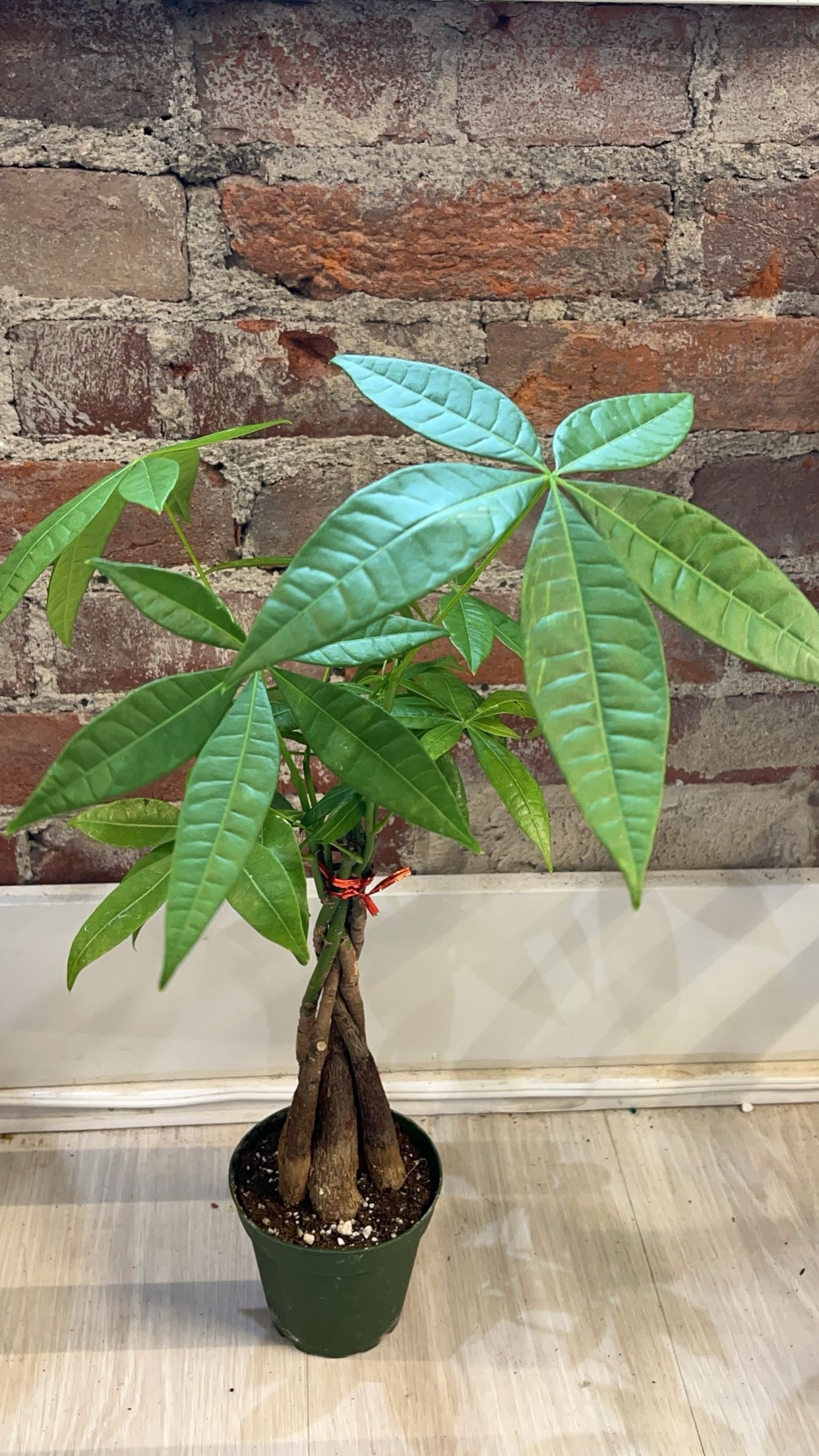 money tree open today Money Tree