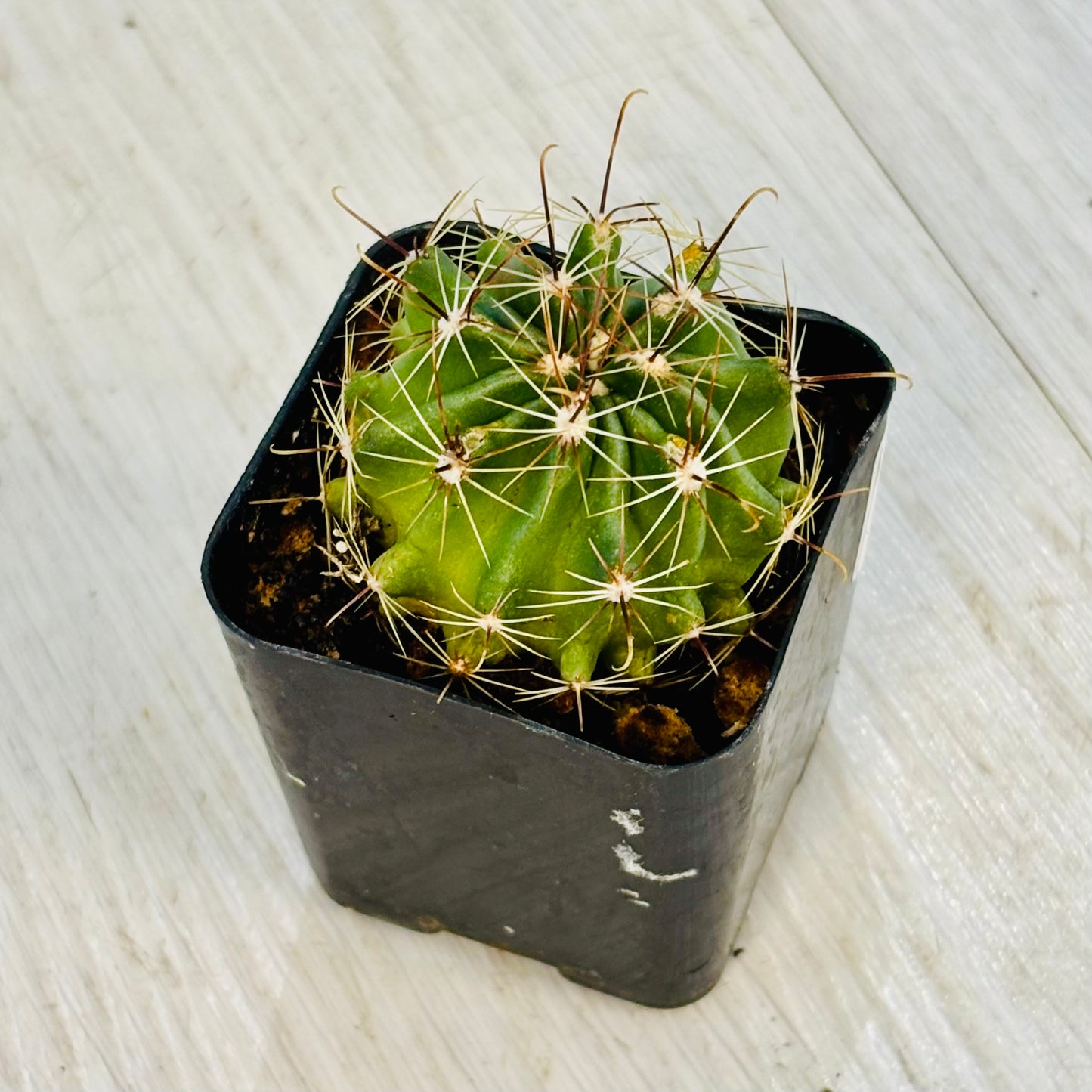 Cactus - Assorted 4"